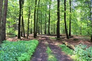 vacker utsikt in i en tät grön skog med starkt solljus som kastar djup skugga foto