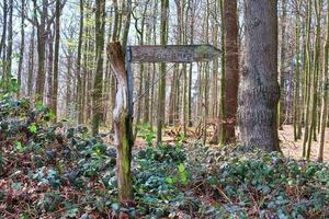 vacker utsikt in i en tät grön skog med starkt solljus som kastar djup skugga foto