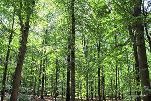 vacker utsikt in i en tät grön skog med starkt solljus som kastar djup skugga foto