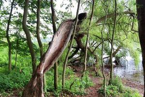 vacker utsikt in i en tät grön skog med starkt solljus som kastar djup skugga foto