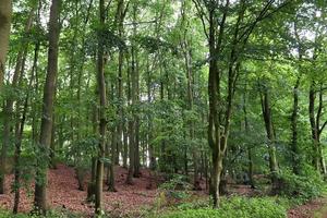 vacker utsikt in i en tät grön skog med starkt solljus som kastar djup skugga foto