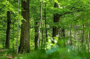 vacker utsikt in i en tät grön skog med starkt solljus som kastar djup skugga foto