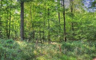 vacker utsikt in i en tät grön skog med starkt solljus som kastar djup skugga foto