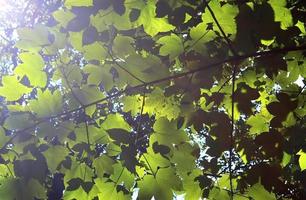 färsk löv på en träd gren i springtime med en mjuk bokeh bakgrund. foto
