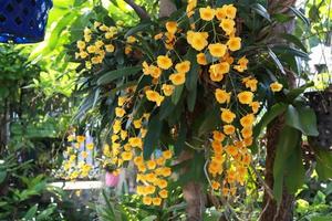 dendrobium lindleyi eller dendrobiumblomma. närbild gul orkidé blomma gäng på träd i trädgården med morgonljus. sidan av orkidéblommabuketten. foto