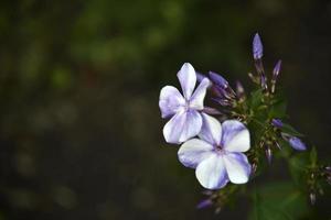 blå och vit blommor av flox paniculata med bokeh från de sommar trädgård närbild. små blå flox blommor. foto