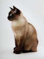 siamese katt Sammanträde foto