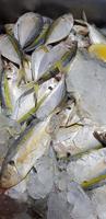 rå färsk fiskar gulrandig scad, gulrandig trevally, gul banded trevally, slät tailed trevally foto
