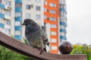 en ensam duva på en parkera bänk mot de bakgrund av stad byggnader foto