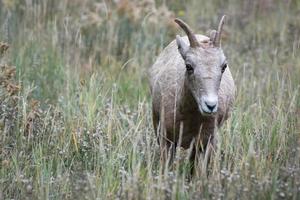 Stort horn får, ovis canadensis, på en sluttning i wyoming foto
