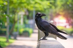 kråka eller korp på bokeh natur bakgrund, svart fågel foto