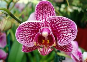 orkidéblomma