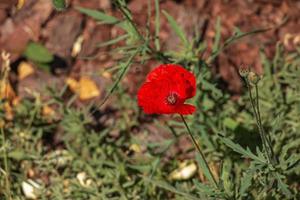 blomning vallmo, papper rhoeas l. också kallad vallmo eller majs reste sig, den är en arter av växt från de vallmo släkte papaver i de vallmo familj papaveraceae. foto