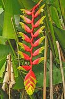 heliconia växt i de regnskog foto