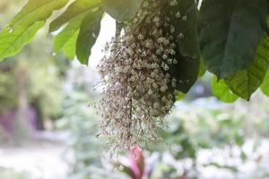 bukett blomma av sterculia monosperma eller kastanjer på träd på oskärpa natur bakgrund. foto