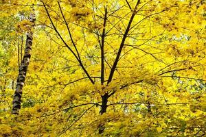 frodig gul lövverk av lönn träd och björk trunk foto