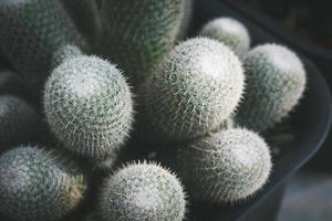 kaktus i pott. Hem växt dekoration begrepp. foto