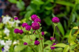 klot amarant eller gomphrena globosa, klot amarant, ungkarl knapp i de trädgård foto