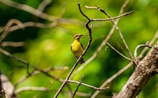 oliv stöd solfågel, gul magad sunbird uppflugen på de torr gren foto