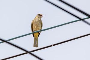 streak eared bulbul uppflugen på tråd foto