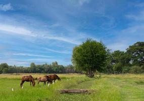 landskap av jordbruksmark med häst på sommaren foto