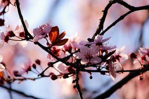 vår blommor liv foto