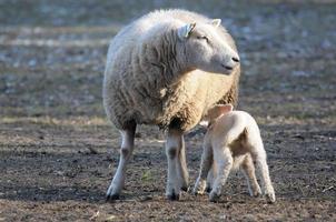 fåren på vinter- tid foto