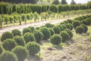 rader av unga barrträd i växthus med många växter på plantage foto