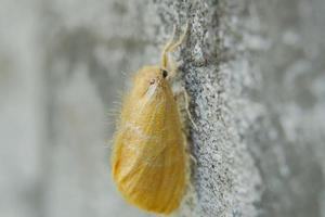 skön liten gul fjäril uppflugen på de vägg eurema andersoni, thai fjäril foto