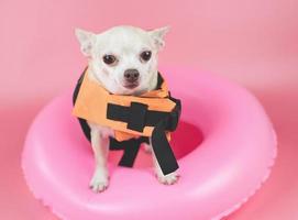 söt brun kort hår chihuahua hund bär orange flytväst eller flytväst stående i rosa simring, isolerad på rosa bakgrund. foto