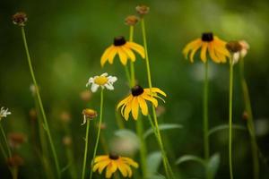 Nebraska vild blomma daisy foto