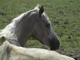 vacker hästar i Tyskland foto