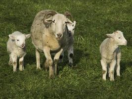 lamm och fåren i Westfalen foto