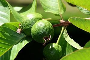 allmänning guava frukt på de träd. foto