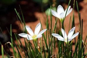 zephyranthes Candida blommor. foto