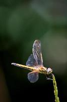 kvinna trithemis kirbyi trollslända med kopia Plats. foto