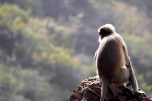 grå langur apa Sammanträde på en klippig kulle. foto