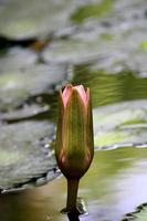 en vatten lilja blomma knopp i en damm. foto