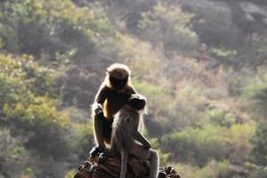 grå langur apa med en bebis. foto