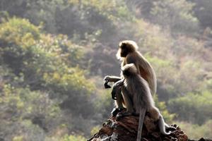 grå langur apa med en bebis. foto