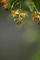 tamarind blommor med kopia Plats. foto