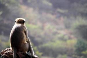 grå langur apa Sammanträde på en klippig kulle. foto