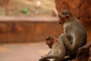 hätta makak apa med bebis i badami fort. foto