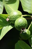 allmänning guava frukt på de träd. foto