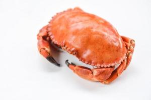krabba isolerat på vit bakgrund färsk skaldjur sten krabba foto