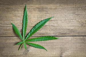 cannabis blad på trä- bakgrund, cannabis hampa löv eller marijuana blad växt - topp se foto