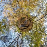 liten planetomvandling av sfäriskt panorama 360 grader. sfärisk abstrakt flygfoto i höst skog med klumpiga grenar i guld höst. utrymmets krökning. foto