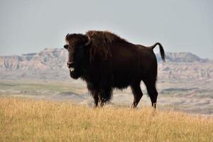 amerikan buffel med hans tunga ut foto