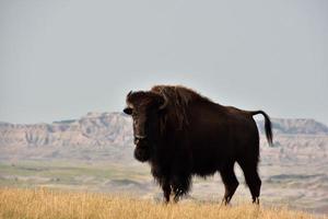 vild bison på de fälg av en kanjon i de badlands foto