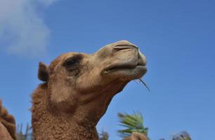 kamel med hö hängande ut av de sida av hans mun foto